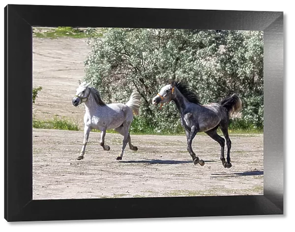 Horses run free near Goreme, Cappadocia, Nevsehir Province, Central Anatolia, Turkey