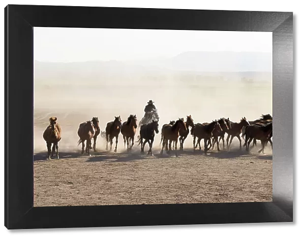 Yilki horses, Cappadocia, Nevsehir Province, Central Anatolia, Turkey