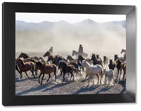 A cowboy rounding up Yilki horses, Cappadocia, Nevsehir Province, Central Anatolia, Turkey