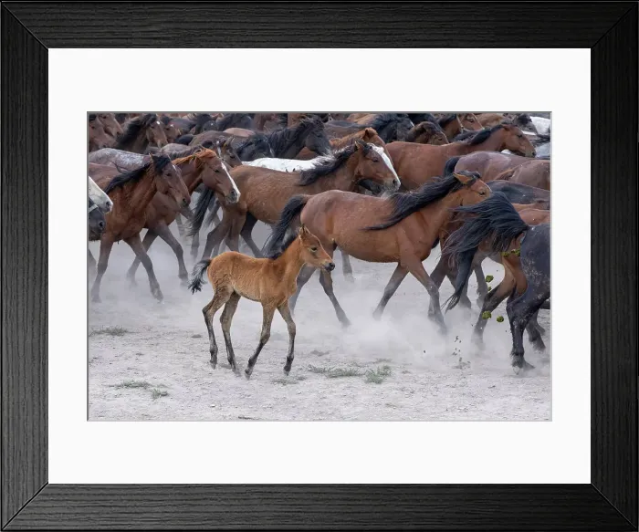 Framed Print : Yilki horses, Cappadocia, Nevsehir Province, Central Anatolia, Turkey Framed Print : Yilki horses, Cappadocia, Nevsehir Province, Central Anatolia, Turkey