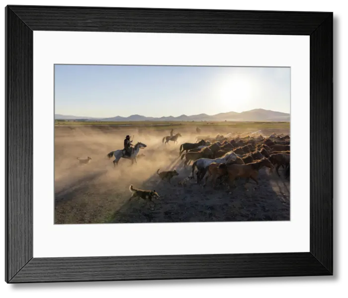 Framed Print : Rounding up Yilki horses, Cappadocia, Nevsehir Province, Central Anatolia, Turkey Framed Print : Rounding up Yilki horses, Cappadocia, Nevsehir Province, Central Anatolia, Turkey