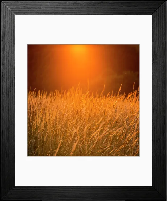 Framed Print : Tall grass in a field at sunset, Surrey, England
