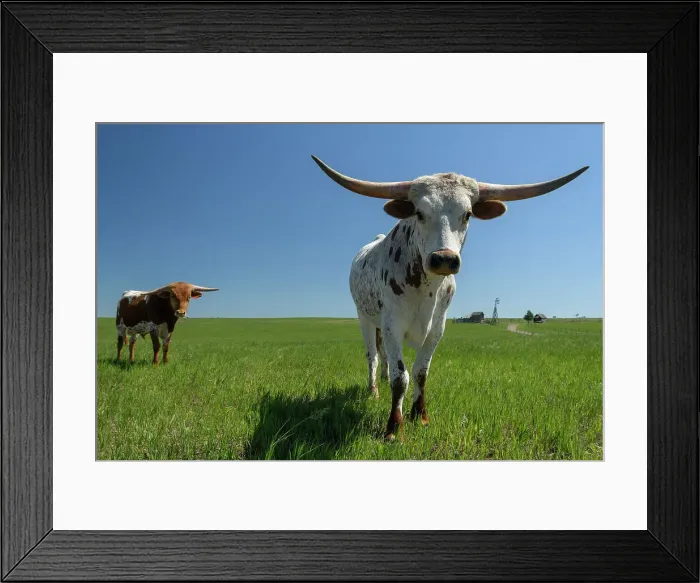 Framed Print : USA, Great Plains, South Dakota, Jackson County, Midland, 1880 Town, Longhorn cattle Framed Print : USA, Great Plains, South Dakota, Jackson County, Midland, 1880 Town, Longhorn cattle