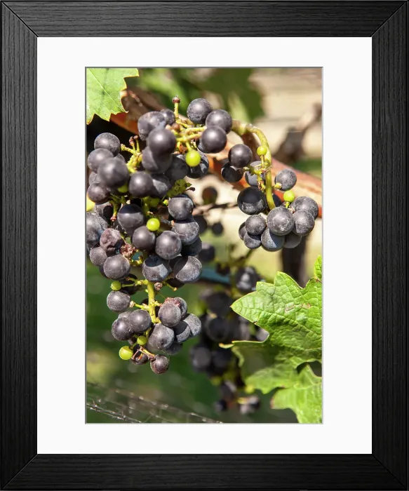 Framed Print : Cape May Winery Framed Print : Cape May Winery