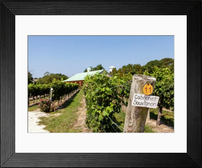 Framed Print : Vineyards of the Cape May Winery, with the fermentation building in the background Framed Print : Vineyards of the Cape May Winery, with the fermentation building in the background