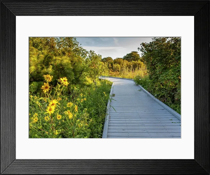 Framed Print : Trails leading through sand dunes to the beach at the Cape May Point State Park, New Jersey Framed Print : Trails leading through sand dunes to the beach at the Cape May Point State Park, New Jersey
