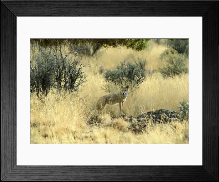 Framed Print : USA, Oregon, Bend, Coyote Framed Print : USA, Oregon, Bend, Coyote