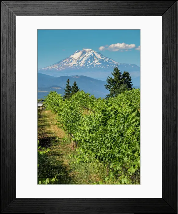Framed Print : Vineyard with Mount Adams in the background, Hood River County, Oregon, USA Framed Print : Vineyard with Mount Adams in the background, Hood River County, Oregon, USA