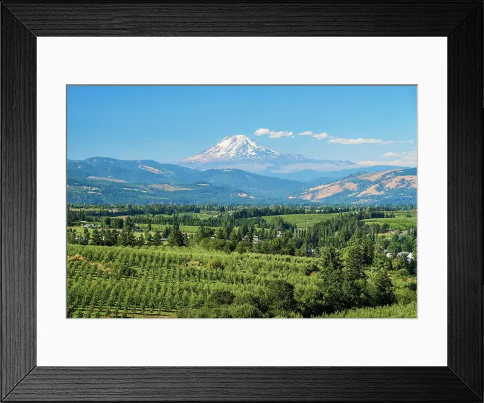 Framed Print : Scenic view over vineyards with Mount Adams in the background, Hood River County, Oregon, USA