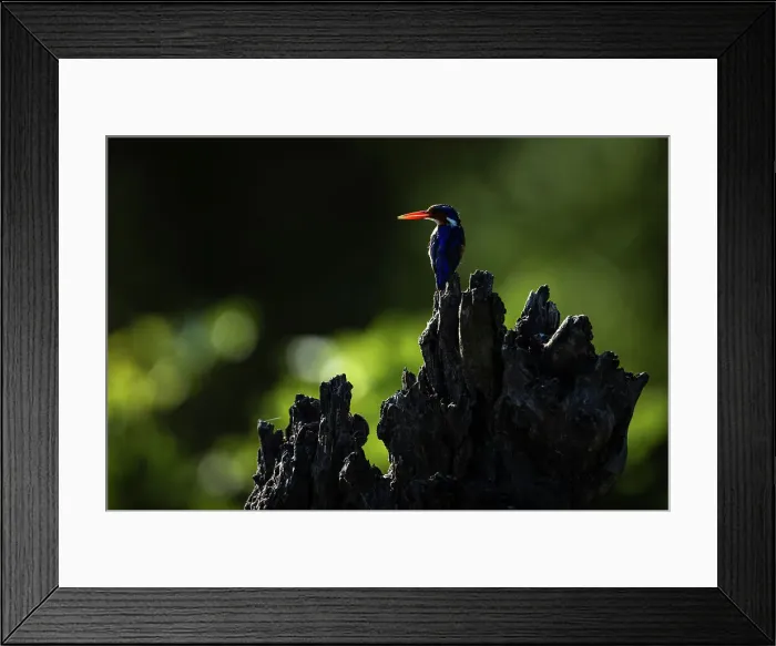 Framed Print : Malachite Kingfisher, Okavango Delta, Botswana Framed Print : Malachite Kingfisher, Okavango Delta, Botswana