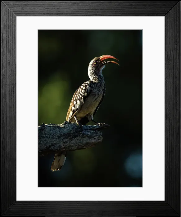 Framed Print : Red Billed hornbill, Okavango Delta, Botswana Framed Print : Red Billed hornbill, Okavango Delta, Botswana