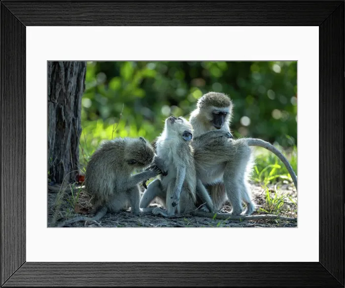Framed Print : Vervet Monkeys, Okavango Delta, Botswana Framed Print : Vervet Monkeys, Okavango Delta, Botswana