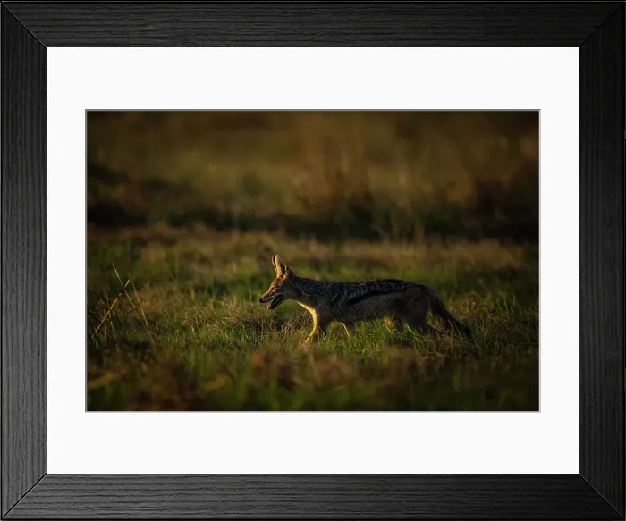 Framed Print : Black Backed Jackal, Okavango Delta, Botswana Framed Print : Black Backed Jackal, Okavango Delta, Botswana