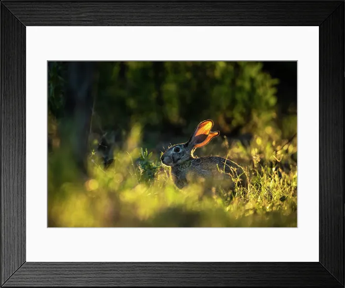 Framed Print : Scrub Hare, Okavango Delta, Botswana Framed Print : Scrub Hare, Okavango Delta, Botswana