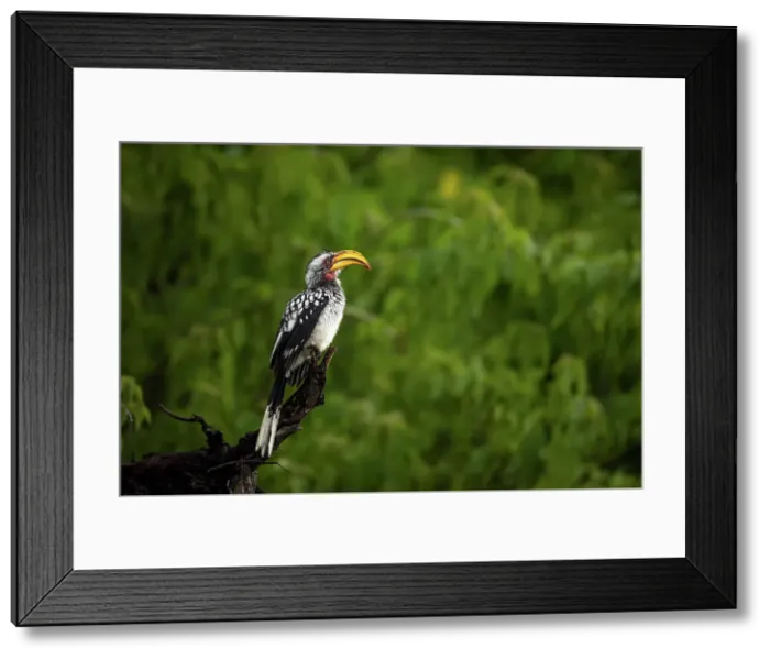 Framed Print : Yellow Billed hornbill, Okavango Delta, Botswana Framed Print : Yellow Billed hornbill, Okavango Delta, Botswana