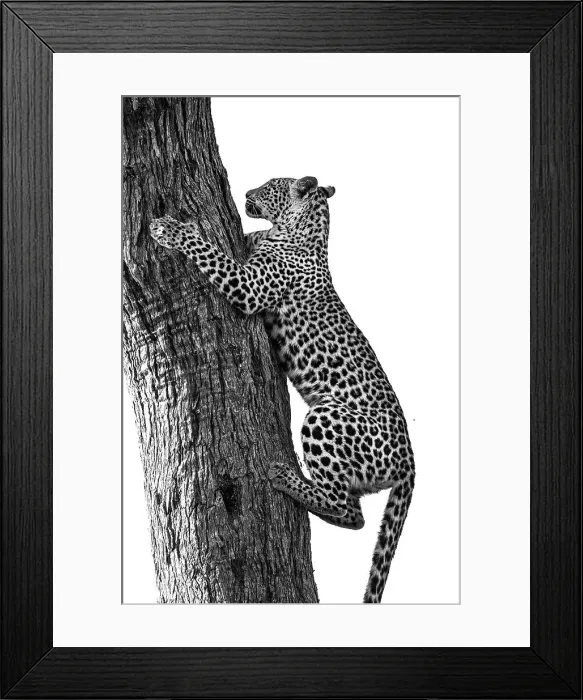 Framed Print : Leopard, Okavango Delta, Botswana Framed Print : Leopard, Okavango Delta, Botswana