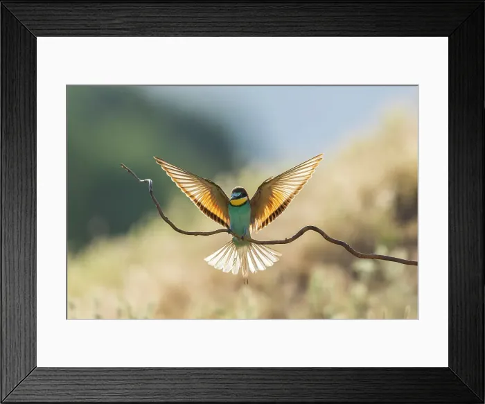 Framed Print : European Bee-eater (Merops apiaster) landing on perch backlit in evening sunlight, Bulgaria Framed Print : European Bee-eater (Merops apiaster) landing on perch backlit in evening sunlight, Bulgaria