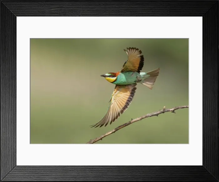 Framed Print : European Bee-eater (Merops apiaster) in flight, Bratsigovo, Bulgaria Framed Print : European Bee-eater (Merops apiaster) in flight, Bratsigovo, Bulgaria