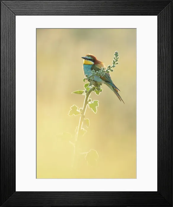Framed Print : European Bee-eater (Merops apiaster) perched on verbascum near breeding colony, Bratsigovo, Bulgaria Framed Print : European Bee-eater (Merops apiaster) perched on verbascum near breeding colony, Bratsigovo, Bulgaria