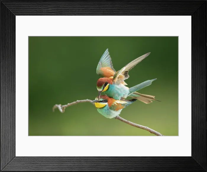 Framed Print : European Bee-eater (Merops apiaster) pair mating, Bratsigovo, Bulgaria Framed Print : European Bee-eater (Merops apiaster) pair mating, Bratsigovo, Bulgaria