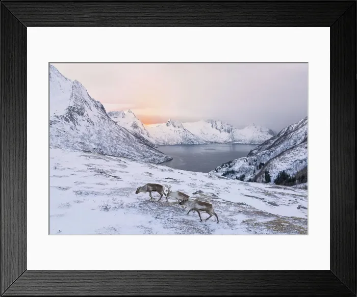 Framed Print : three reindeer looking for food in the fjords of Senja, Senja, Norway Framed Print : three reindeer looking for food in the fjords of Senja, Senja, Norway