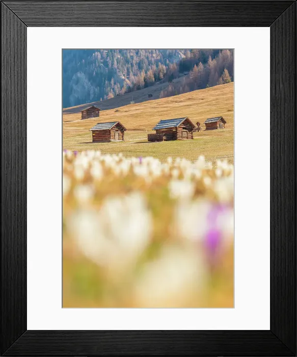 Framed Print : Crocus blooming in the valley of Pfundser Tschey, Pfunds, Landeck, Tiroler Oberland, Tyrol, Austria, Europe Framed Print : Crocus blooming in the valley of Pfundser Tschey, Pfunds, Landeck, Tiroler Oberland, Tyrol, Austria, Europe