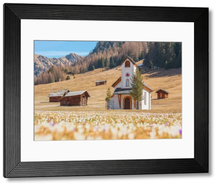 Framed Print : Crocus blooming by the little chapel of Maria Schnee, Pfundser Tschey, Pfunds, Landeck, Tiroler Oberland, Tyrol, Austria, Europe Framed Print : Crocus blooming by the little chapel of Maria Schnee, Pfundser Tschey, Pfunds, Landeck, Tiroler Oberland, Tyrol, Austria, Europe