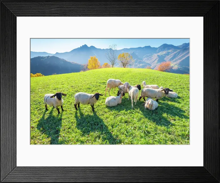 Framed Print : Sheeps in Val Brembana, Orobie alps, Lombardy Italian alps, Italy