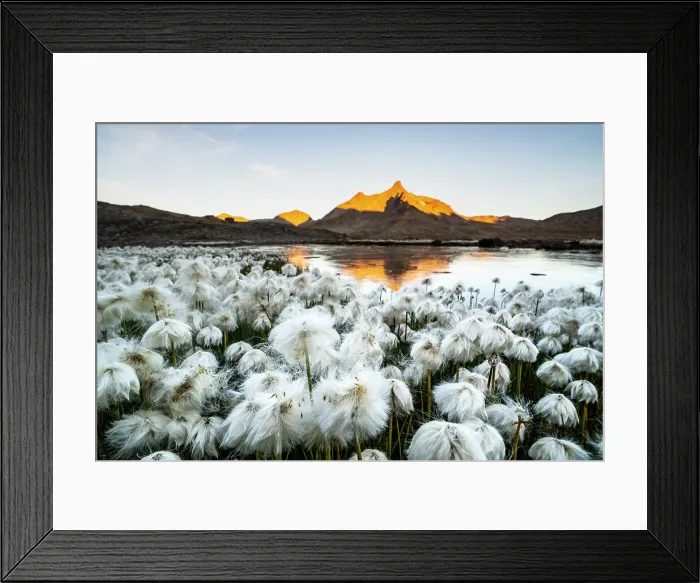 Framed Print : A summer blooming of Eriophorum at Gavia pass in the mountains of Stelvio National Park, Valfurva, Sondrio district, Lombardy, Alps, Italy Framed Print : A summer blooming of Eriophorum at Gavia pass in the mountains of Stelvio National Park, Valfurva, Sondrio district, Lombardy, Alps, Italy
