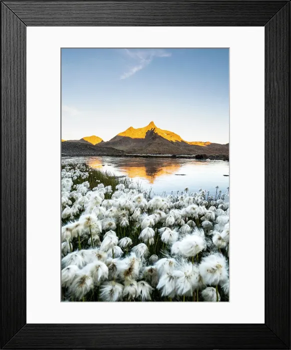 Framed Print : A summer flowering of Eriophorum at Gavia pass, Valfurva, Sondrio district, Lombardy, Alps, Italy Framed Print : A summer flowering of Eriophorum at Gavia pass, Valfurva, Sondrio district, Lombardy, Alps, Italy