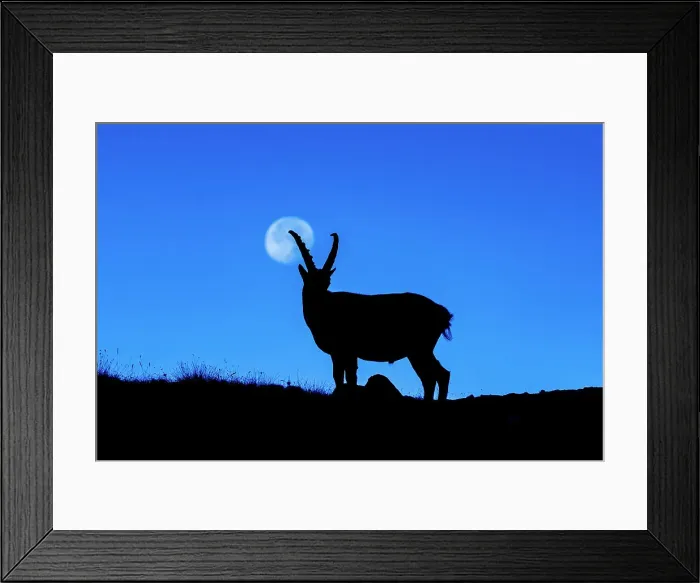 Framed Print : Steinbock silhouette with the full moon before the night. Animal, Gavia pass, Lombardy, Alps, Italy, Europe