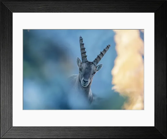 Framed Print : Steinbock portrait at sunrise in the mountains of Stelvio National Park. Gavia pass, Valfurva, Lombardy, Alps, Italy, Europe