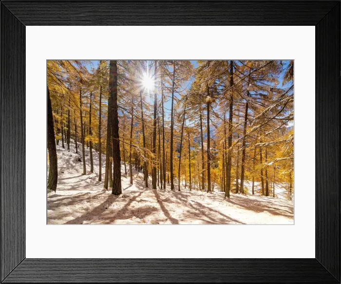 Framed Print : Autumnal landscape with yellow larix and first snow from Ables, Valfurva, Sondrio district, Lombardy, Alps, Italy
