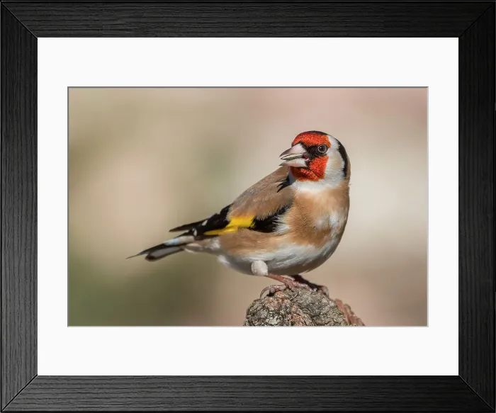Framed Print : Portrait of a goldfinch, italy, trentino alto-adige Framed Print : Portrait of a goldfinch, italy, trentino alto-adige