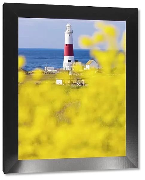 Portland Bill Lighthouse and flowers, Isle of Portland, Dorset, United Kingdom