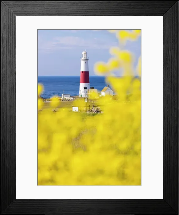 Framed Print : Portland Bill Lighthouse and flowers, Isle of Portland, Dorset, United Kingdom