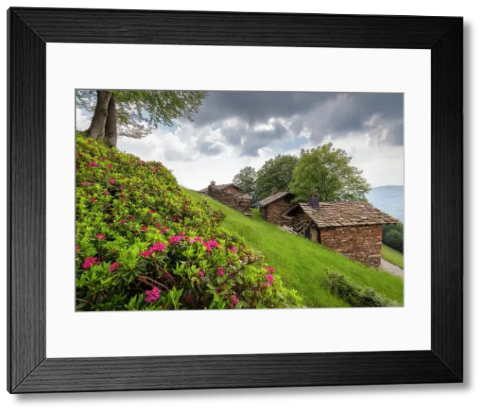 Framed Print : View of the blooming rhododendrons at Alpone di Curiglia in spring. Curiglia con Monteviasco, Veddasca valley, Varese district, Lombardy, Italy Framed Print : View of the blooming rhododendrons at Alpone di Curiglia in spring. Curiglia con Monteviasco, Veddasca valley, Varese district, Lombardy, Italy