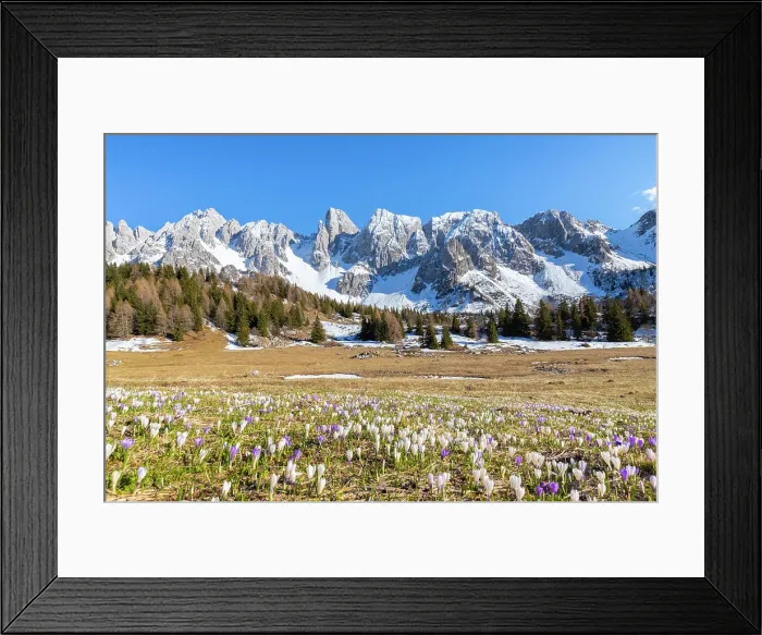 Framed Print : Crocus flowers at Campelli di Schilpario with Cimone della Bagozza mount. Schilpario, Val di Scalve, Bergamo district, Lombardy, Italy Framed Print : Crocus flowers at Campelli di Schilpario with Cimone della Bagozza mount. Schilpario, Val di Scalve, Bergamo district, Lombardy, Italy