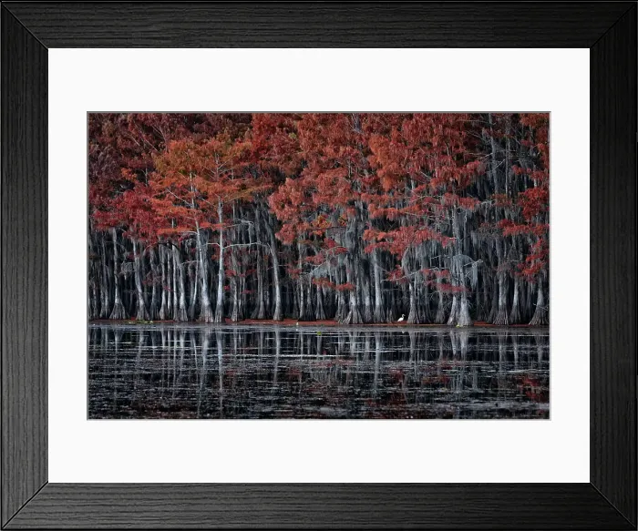 Framed Print : Great egret (Ardea alba) in Lake Caddo in Autumn, along the border between Texas and Louisiana, USA Framed Print : Great egret (Ardea alba) in Lake Caddo in Autumn, along the border between Texas and Louisiana, USA