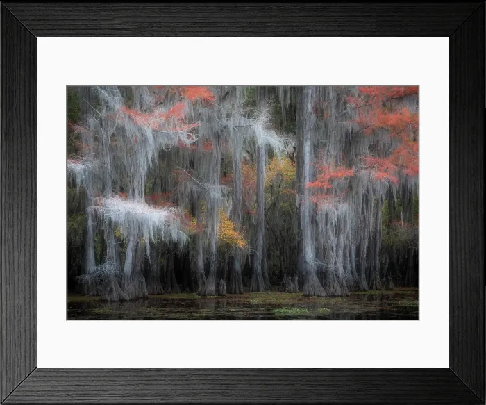 Framed Print : Bald cypress in Autumn Colors, Lake Caddo, Texas, USA Framed Print : Bald cypress in Autumn Colors, Lake Caddo, Texas, USA