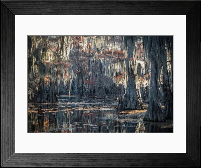 Framed Print : Bald cypress in Autumn Colors, Lake Caddo, Texas, USA Framed Print : Bald cypress in Autumn Colors, Lake Caddo, Texas, USA