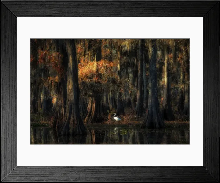 Framed Print : egret in Lake Martin at sunrise, Atchafalaya Basin, Louisiana