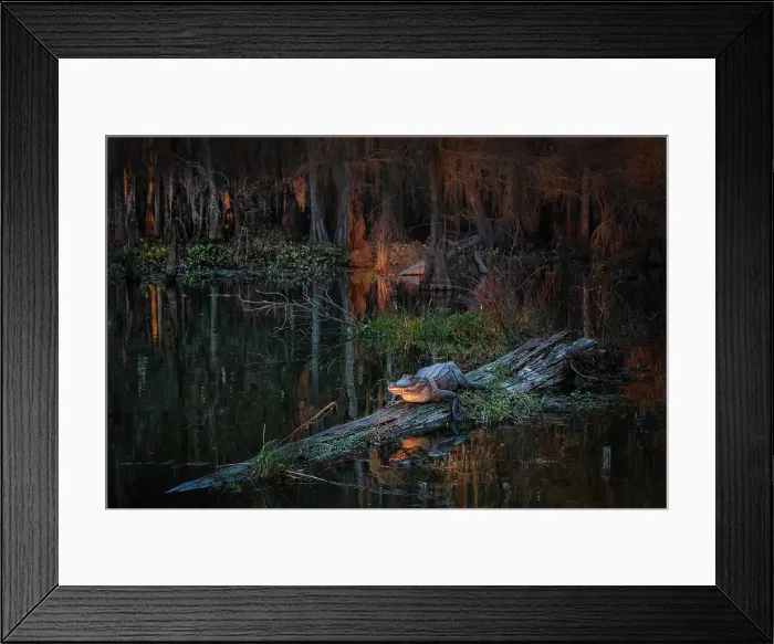 Framed Print : American alligator (Alligator mississippiensis) resting in Lake Martin, Louisiana
