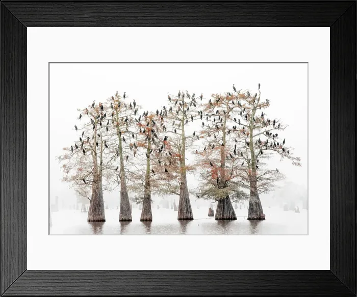 Framed Print : great cormorants (Phalacrocorax carbo) resting on bold cypresses in the Atchafalaya Basin, Louisiana