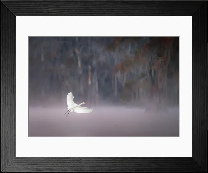 Framed Print : Egret in Lake Martin at sunrise, Atchafalaya Basin, Louisiana, USA Framed Print : Egret in Lake Martin at sunrise, Atchafalaya Basin, Louisiana, USA
