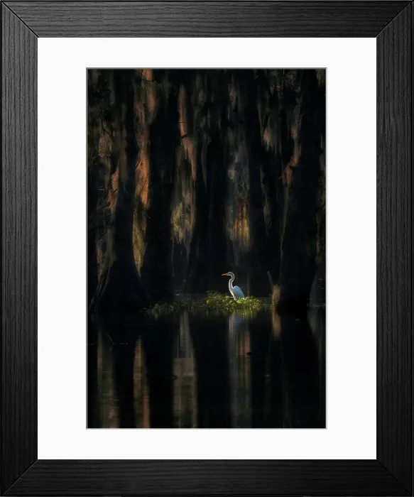 Framed Print : Great egret (ardea alba) in Lake Martin at sunrise, Athcafalaya basin, Louisiana, USA Framed Print : Great egret (ardea alba) in Lake Martin at sunrise, Athcafalaya basin, Louisiana, USA