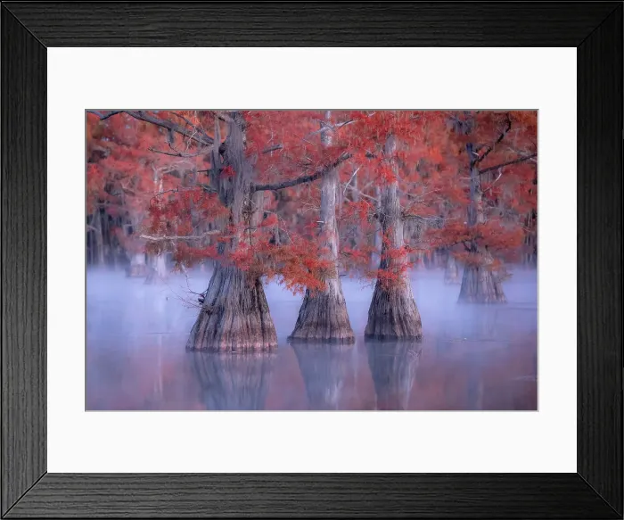 Framed Print : Misty sunrise in Lake Caddo, Texas, in Autumn, USA Framed Print : Misty sunrise in Lake Caddo, Texas, in Autumn, USA