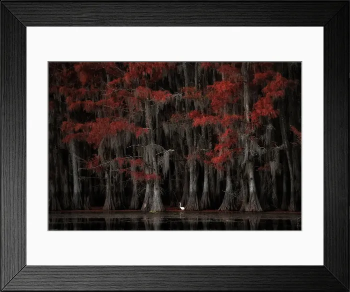 Framed Print : Great egret in Lake Caddo in Autumn, Texas, USA