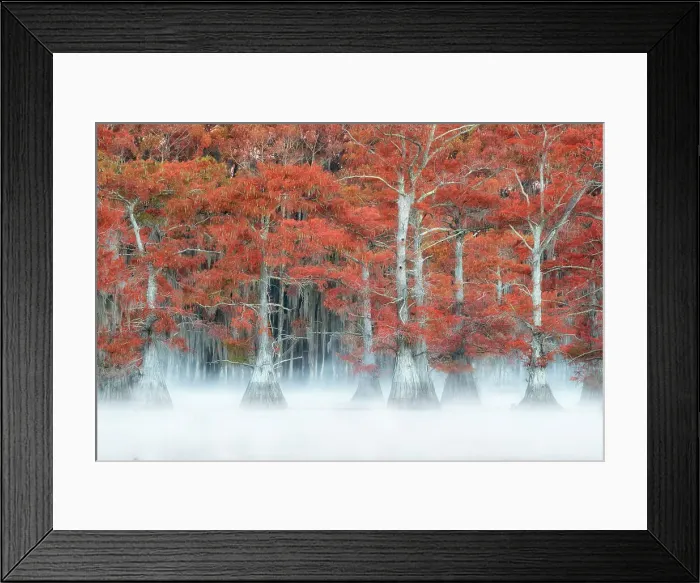 Framed Print : Misty sunrise in Lake Caddo, Texas, in Autumn, USA Framed Print : Misty sunrise in Lake Caddo, Texas, in Autumn, USA