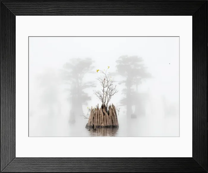 Framed Print : Dead Bald Cypress in Atchafalaya Basin in Autumn, Louisiana Framed Print : Dead Bald Cypress in Atchafalaya Basin in Autumn, Louisiana
